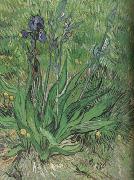 Vincent Van Gogh The Iris (nn04) oil painting picture wholesale